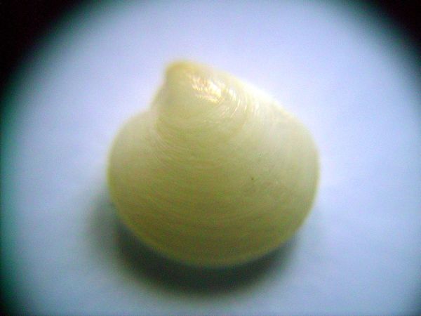 Bivalve 3